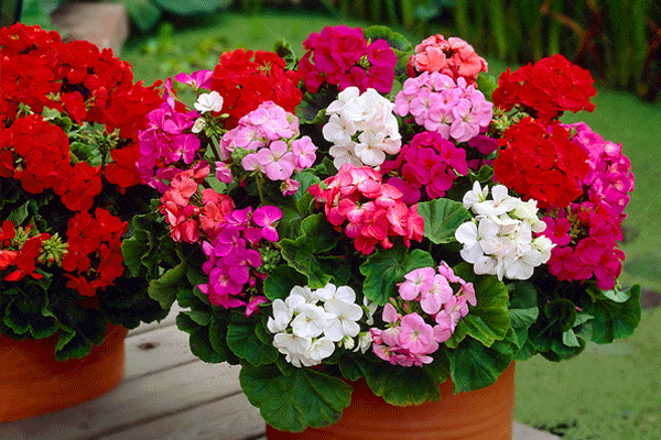 انواع گل شمعدانی